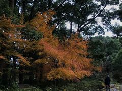 -上海共青森林公园