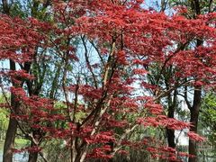 -昆山城市生态森林公园