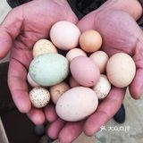 温州土鸡蛋