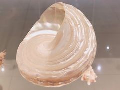 -青岛贝壳博物馆
