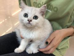-lincat·猫舍(广州店)