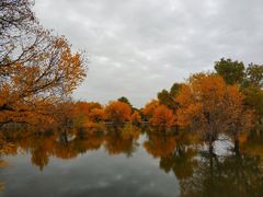 -金塔沙漠胡杨林景区