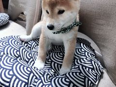 -逗柴咖啡屋·狗咖猫咖宠物桌游