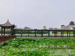 -莲花池公园