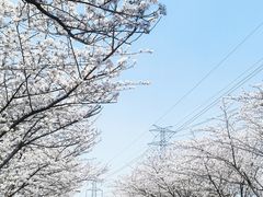 -高东镇樱花园