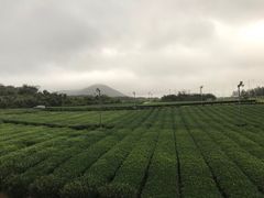 -雪绿茶博物馆
