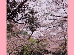 -武汉大学-樱园