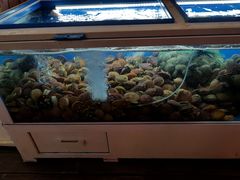 -真情鲍鱼海鲜汤
