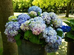 -上海共青森林公园