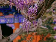 -北京国子监胡同