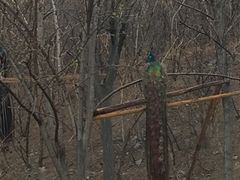 -石家庄市动物园