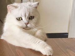 -中农国际动物医院24小时·猫科·骨科·急重症中心