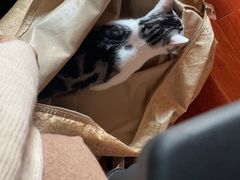 -欣宠猫屋·矮脚拿破仑·蓝金金渐层