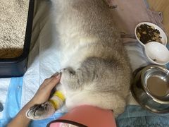 -谐和贝康宠物医院24小时·宠保定点(急重症转诊中心)