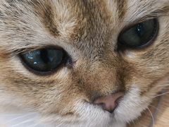 -飞行喵MR PILOT|猫舍·猫咖(静安大融城店)
