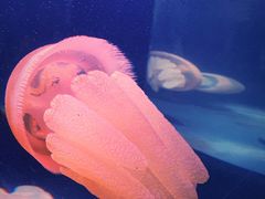 -悉尼海洋生物水族馆