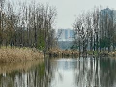 -洋湖国家湿地公园