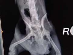 -佳雯宠物医院(四明中路分院)