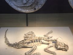 -自然博物馆新馆2楼餐厅