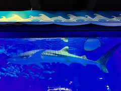 -烟台海昌鲸鲨海洋公园