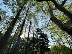 -徐家汇源景区-衡山公园