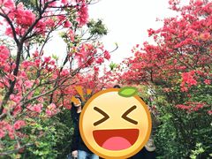 -大围山国家森林公园