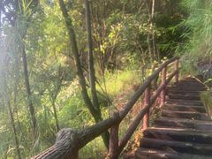 -铁山坪森林公园