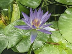 -国家植物园南园