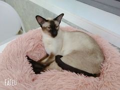 -喵的天空名猫咖啡馆·撸猫·猫舍·用品