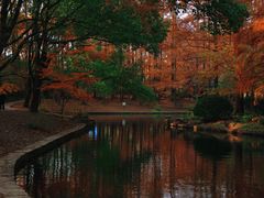 -上海共青森林公园