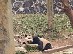 -都江堰中华大熊猫苑
