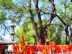 -大槐树寻根祭祖园