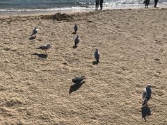 -海云台海滩