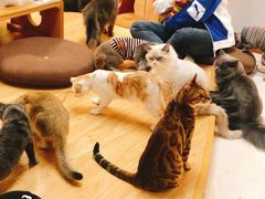 -猫和宫(六道口店)