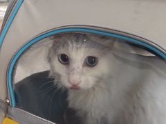-伟伟宠物医院·CT影像中心·瑞派犬猫综合性门诊(汉口总院)