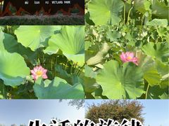 -沐仙湖湿地公园