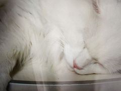 -Babycat私家御饼屋(龙头路一店)