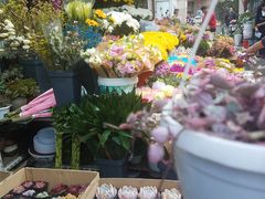 -曲阳花鸟市场(曲阳路店)