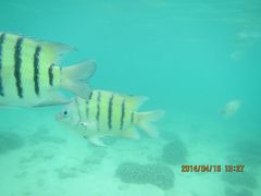 android_upload_pic-东姑阿都拉曼海洋公园