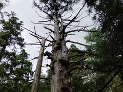 -天目山大树王景区