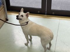 -瑞鹏宠物医院·宠保定点·心脏科·内科(御桥分院)