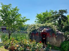 -鹅湖玫瑰文化园