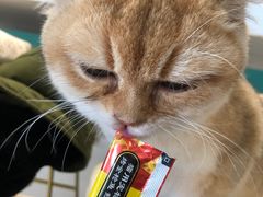 -飞行喵MR PILOT|猫舍·猫咖(静安大融城店)