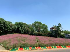 -松山湖梦幻百花洲