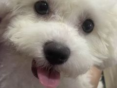 -严国平动物医院(德政总院)