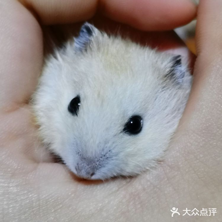 繁殖能力报表的小仓鼠（一家16口）