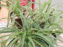 -813芭依珊 BAESAn(皇冠十畝地店)