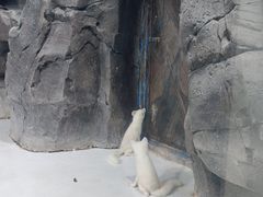 -海合安青岛极地海洋公园