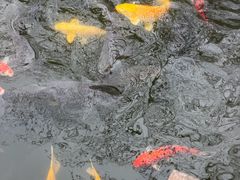-合肥野生动物园