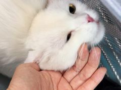 -翊宠yipet猫狗购宠庄园犬舍•猫舍